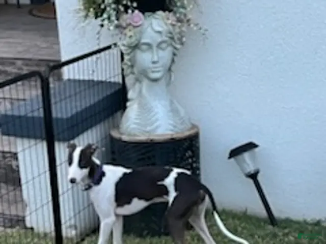 Italian Greyhound dogs for sale: Rufus - Ad 2