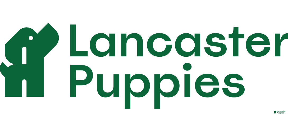 Cavapoo dogs for sale: TANGE - Ad 2