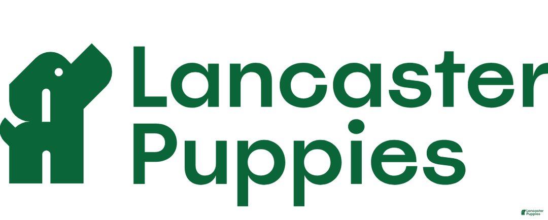 Cavapoo dogs for sale: TANGE - Ad 1