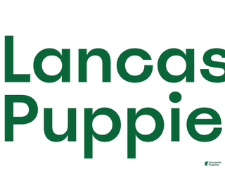 Cavapoo dogs for sale: TANGE - Ad 2