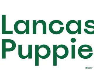 Cavapoo dogs TANGE - Ad 41