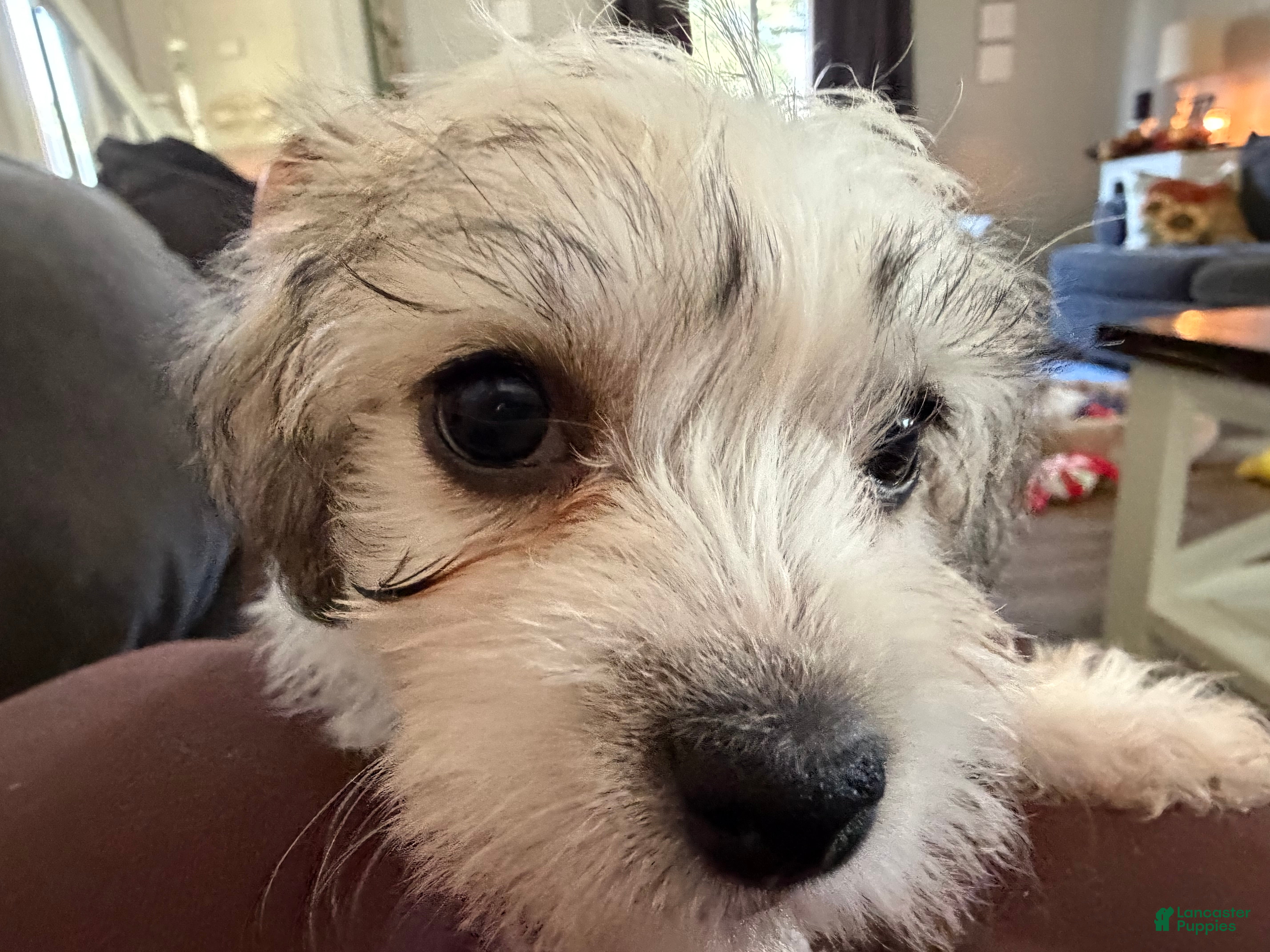 Maltese