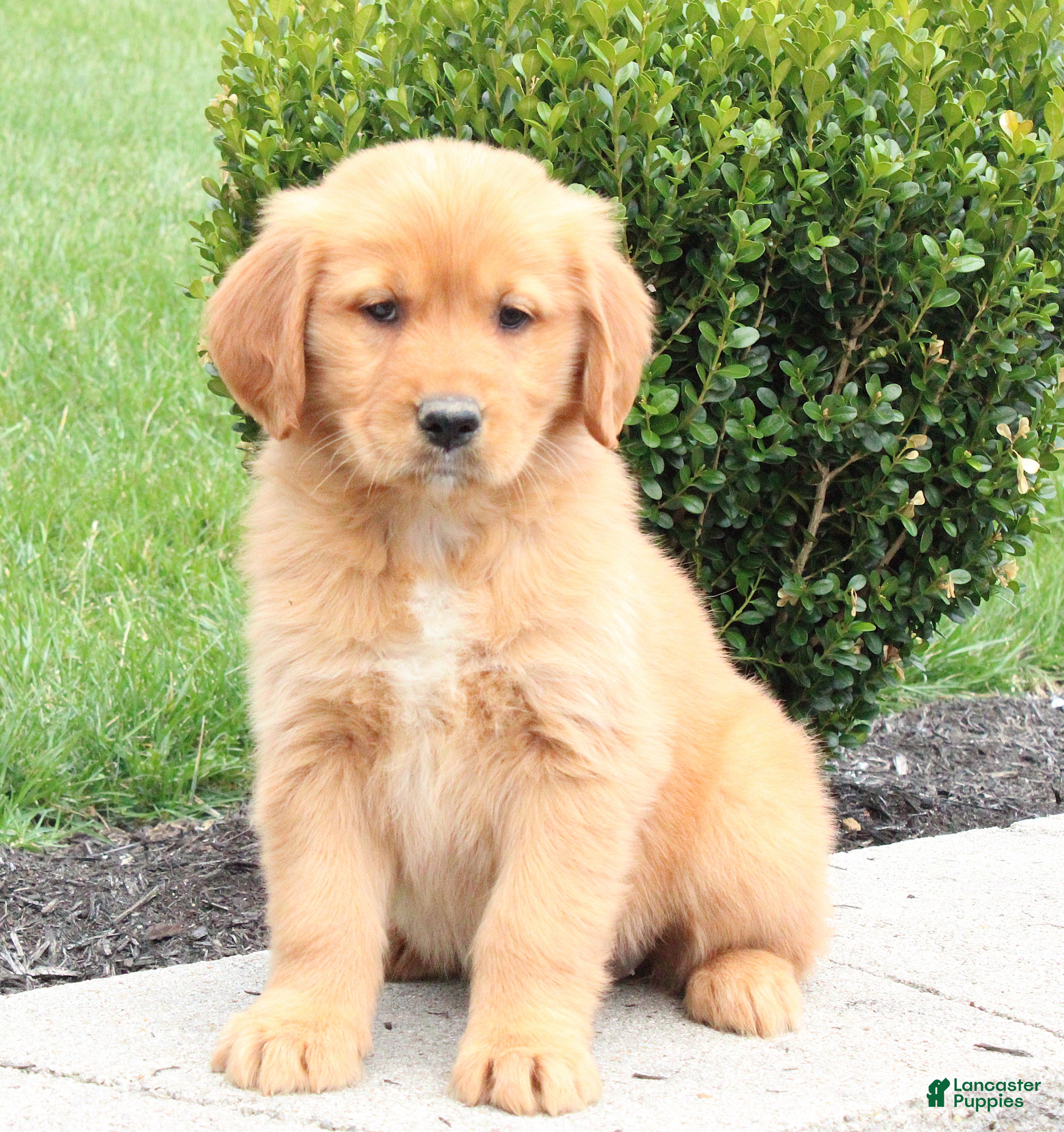Golden Retriever dogs April - Ad 2