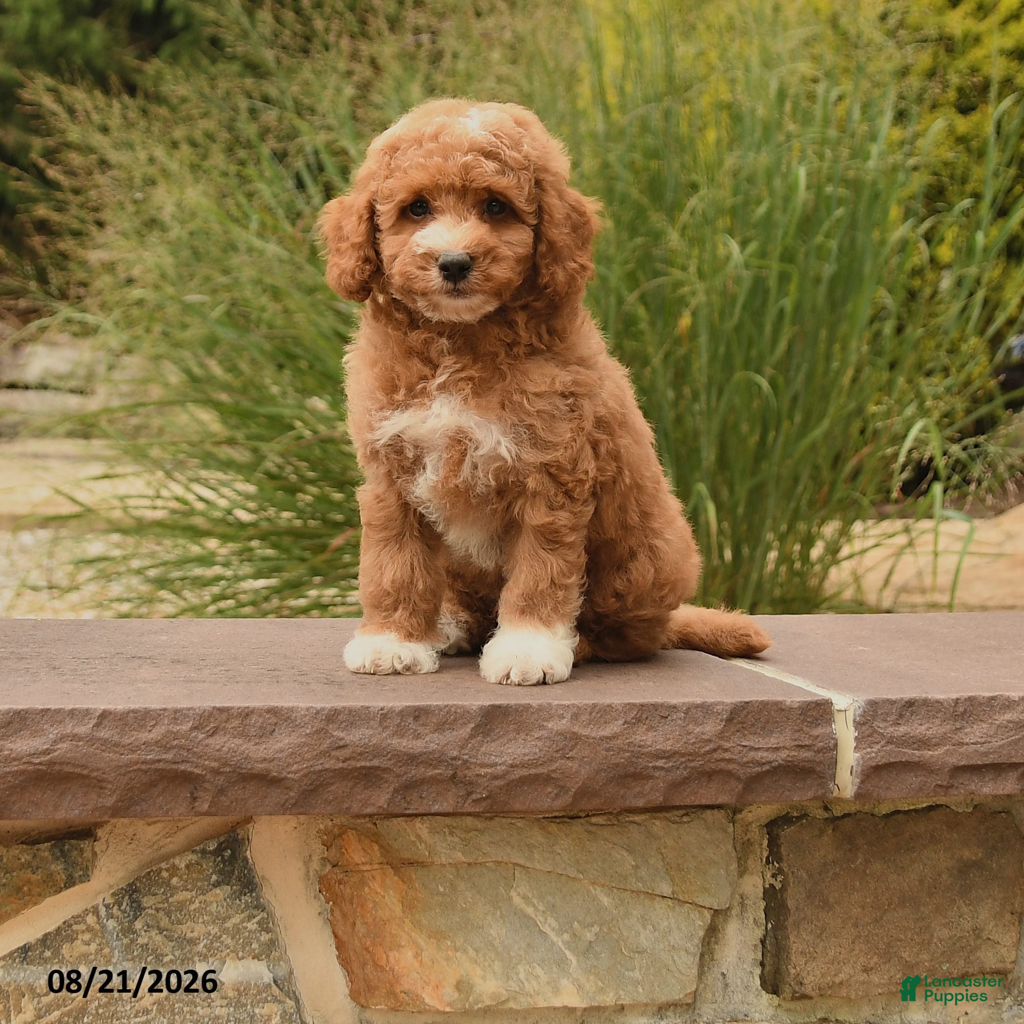 Cockapoo dogs Owen - Ad 1