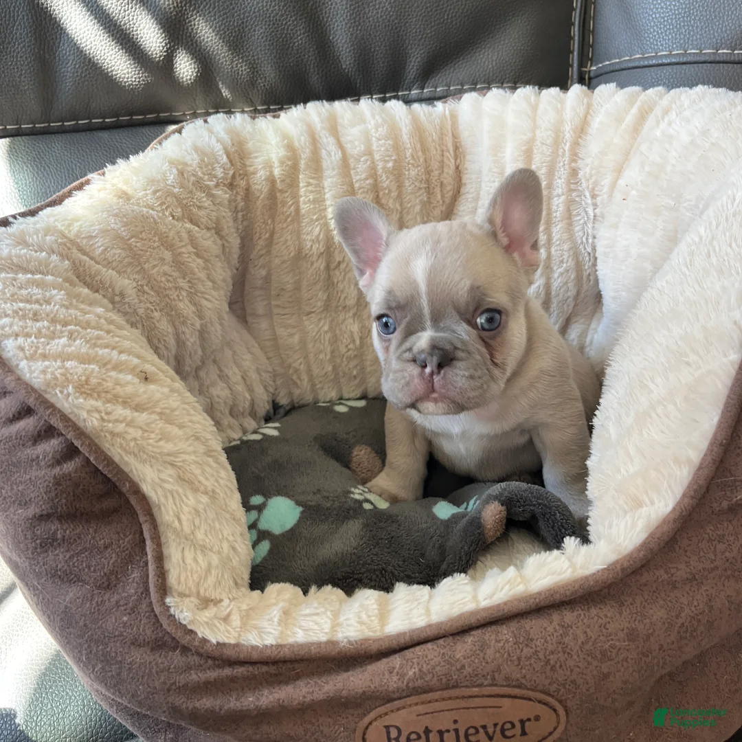 French Bulldog dogs for sale: French Bulldog 3 - Ad 6