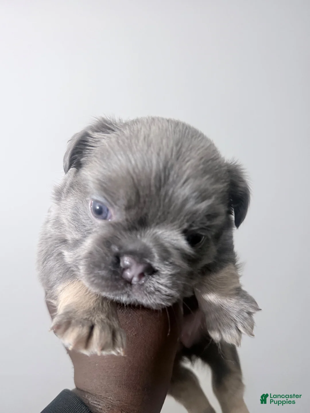 French Bulldog dogs for sale: Elara - Ad 2