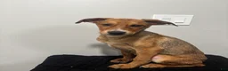 Mixed Breed dogs for sale: Mixed Breed Puppy 5 - Ad 3