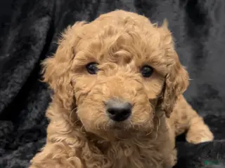 Mini Goldendoodle dogs Mr Oatmeal - Ad 20