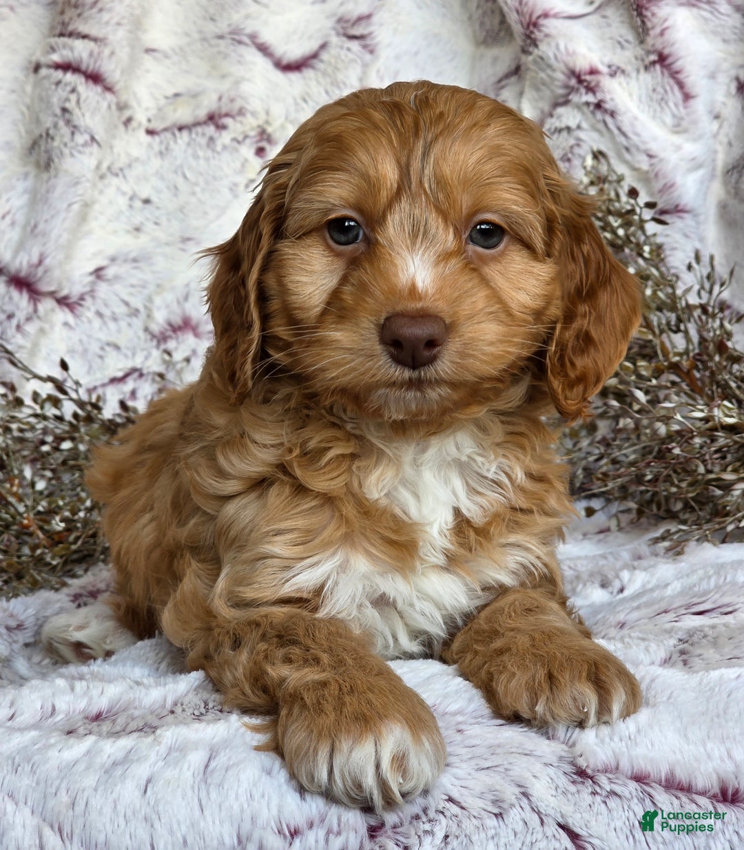 Cockapoo dogs for sale: Nelly - Ad 8