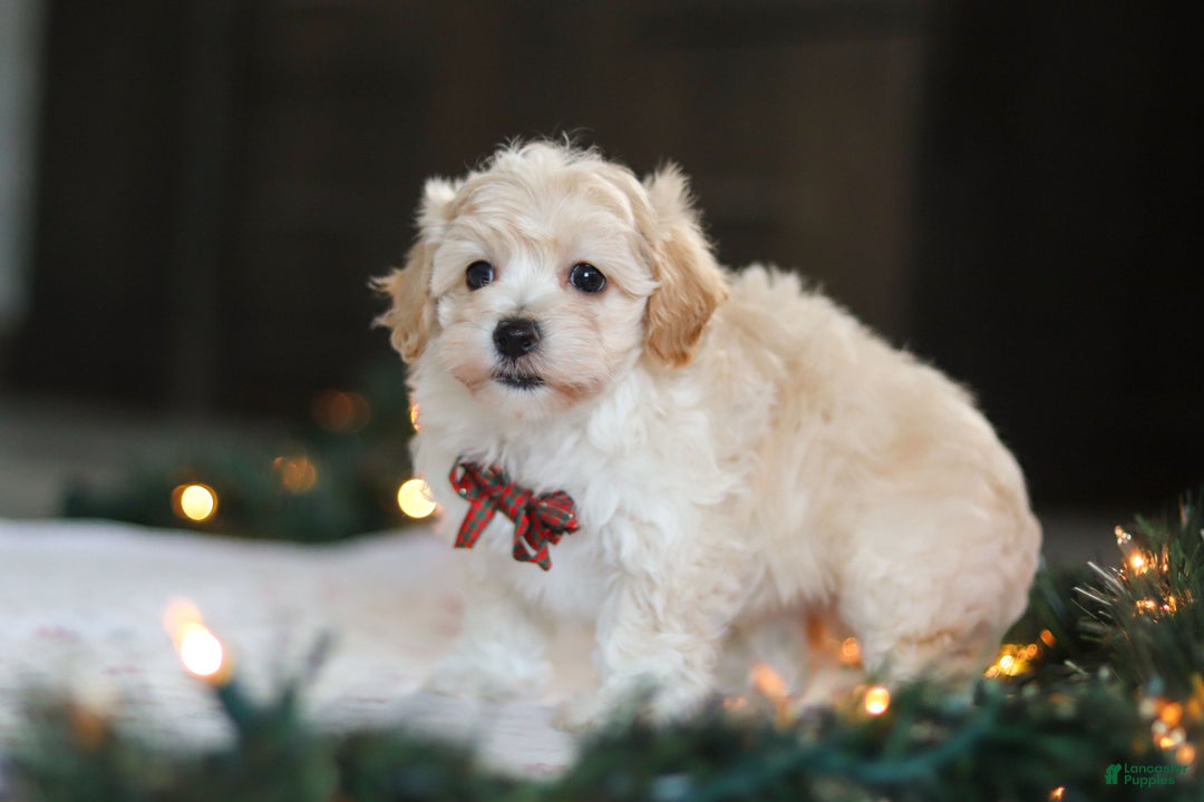 Havapoo dogs for sale: Blue - Ad 2