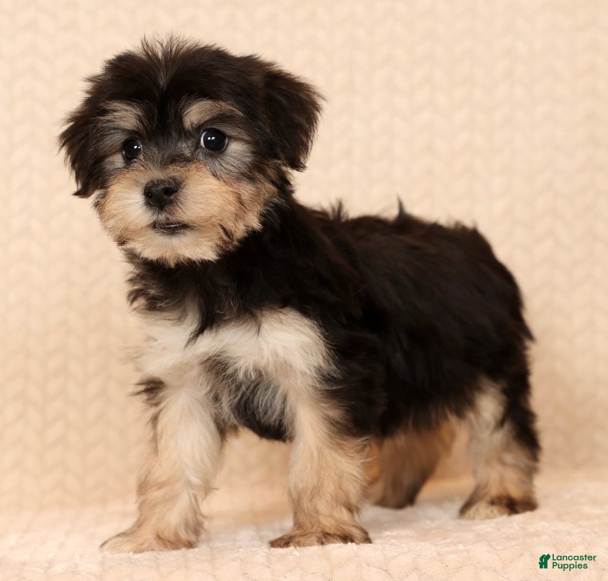 Yochon dogs Heidi - Ad 11