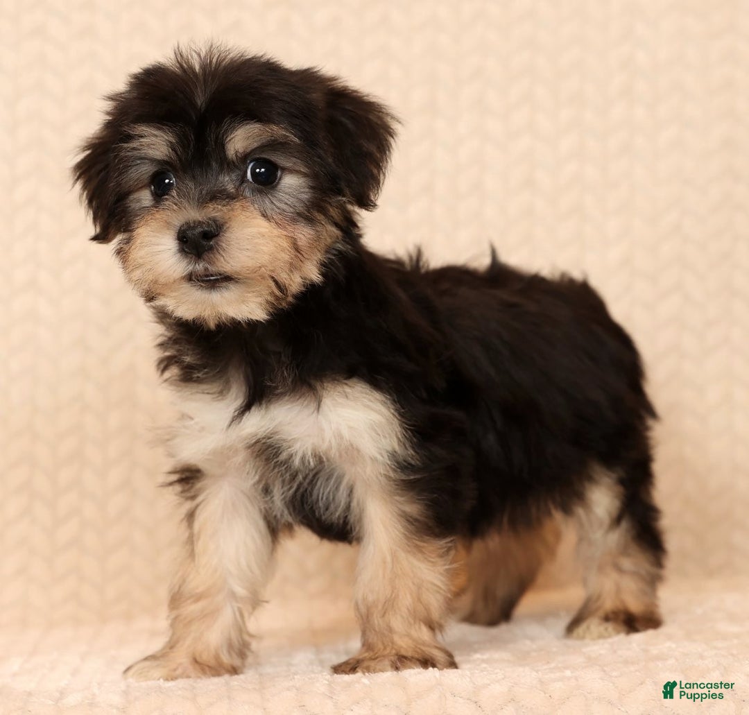 Yochon dogs for sale: Heidi - Ad 1