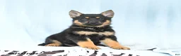 German Shepherd dogs for sale: Pretzel - Ad 1