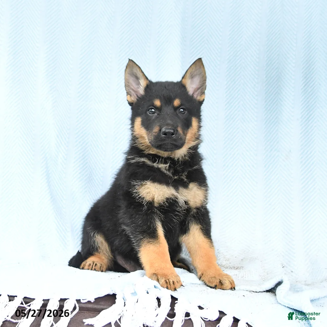 German Shepherd dogs for sale: Pretzel - Ad 1
