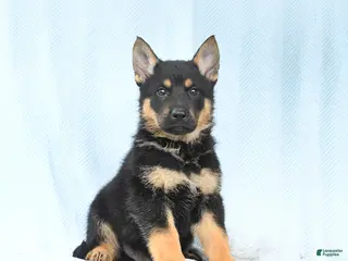 German Shepherd dogs for sale: Pretzel - Ad 1