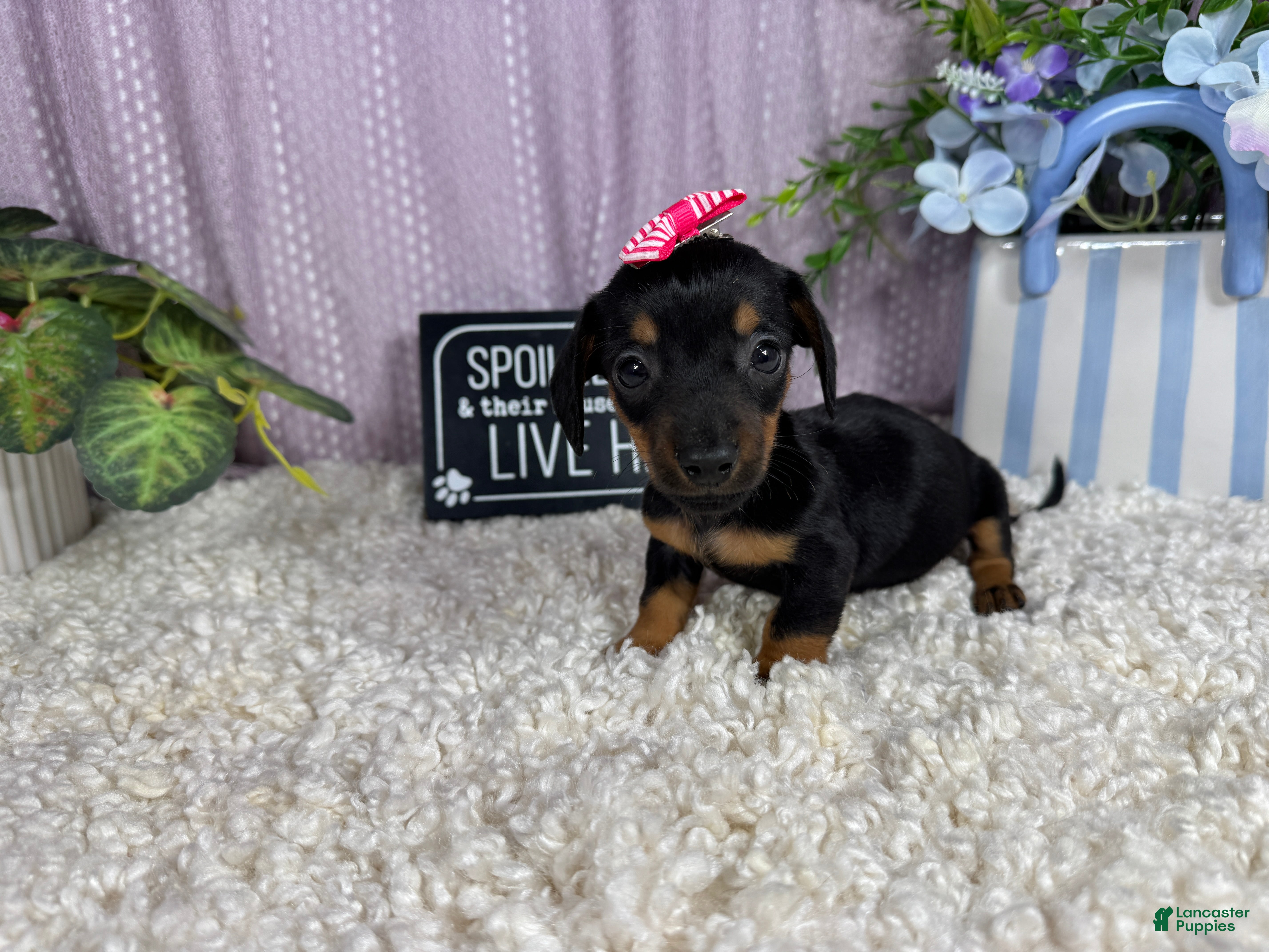 Miniature Dachshund dogs Miniature Dachshund 2 - Ad 30