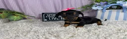 Miniature Dachshund dogs for sale: Miniature Dachshund 2 - Ad 1