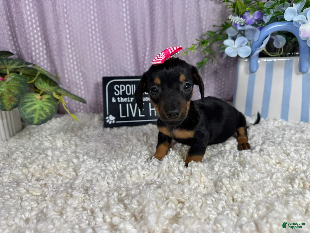 Miniature Dachshund dogs for sale: Miniature Dachshund 2 - Ad 1