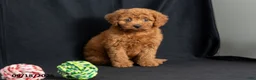 Mini Goldendoodle dogs for sale: Denise - Ad 1