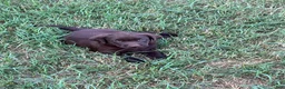 Labrador Retriever dogs for sale: Labrador Retriever 2 - Ad 5