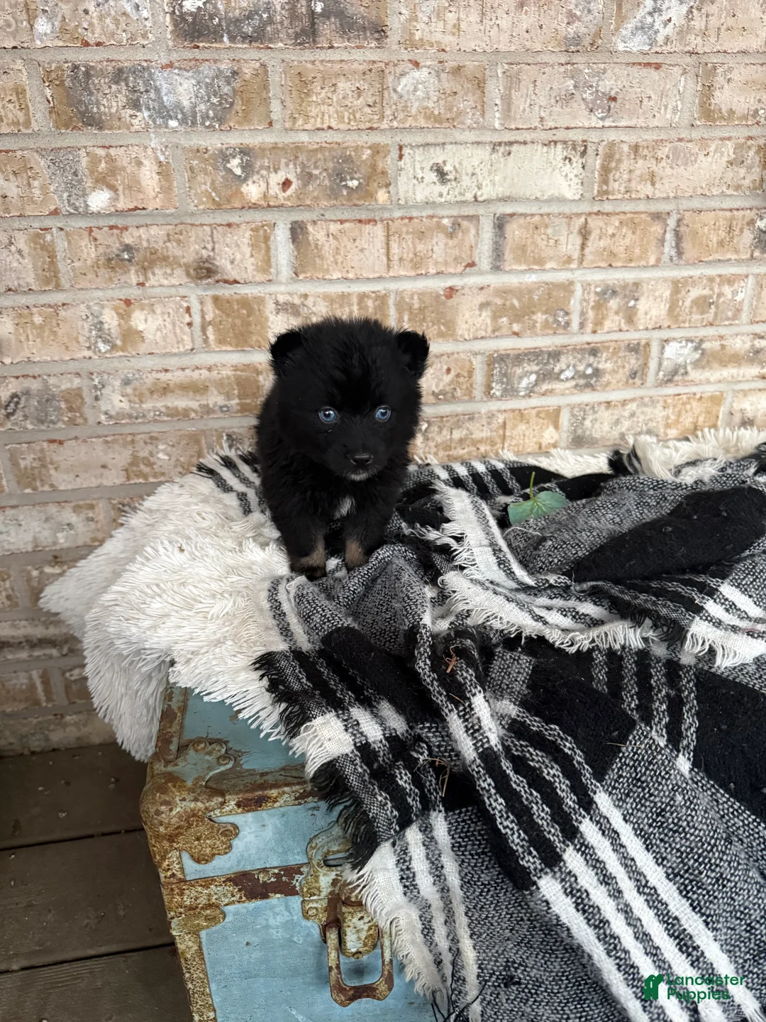 Pomsky dogs for sale: Kylie - Ad 6