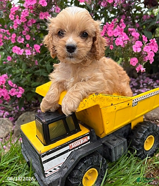 Cockapoo dogs Brady - Ad 1