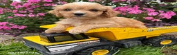 Cockapoo dogs for sale: Brady - Ad 1