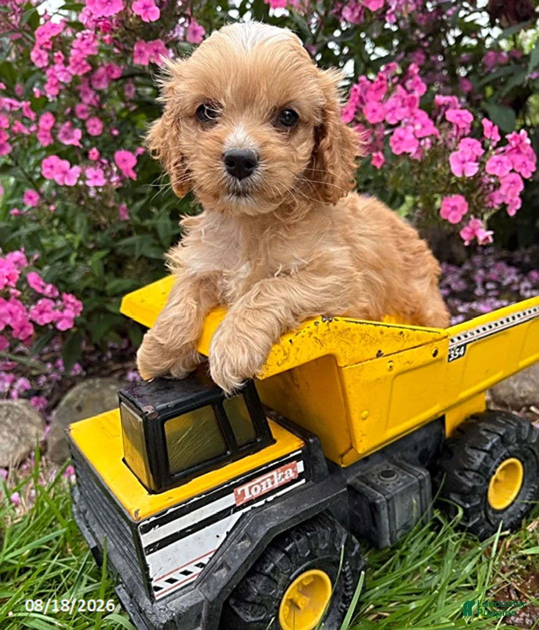 Cockapoo dogs for sale: Brady - Ad 1