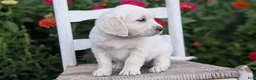 Golden Retriever dogs for sale: Baxter  - Ad 8