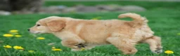 Golden Retriever dogs for sale: Max - Ad 3