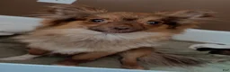 Pomeranian dogs for sale: Sydney  - Ad 3