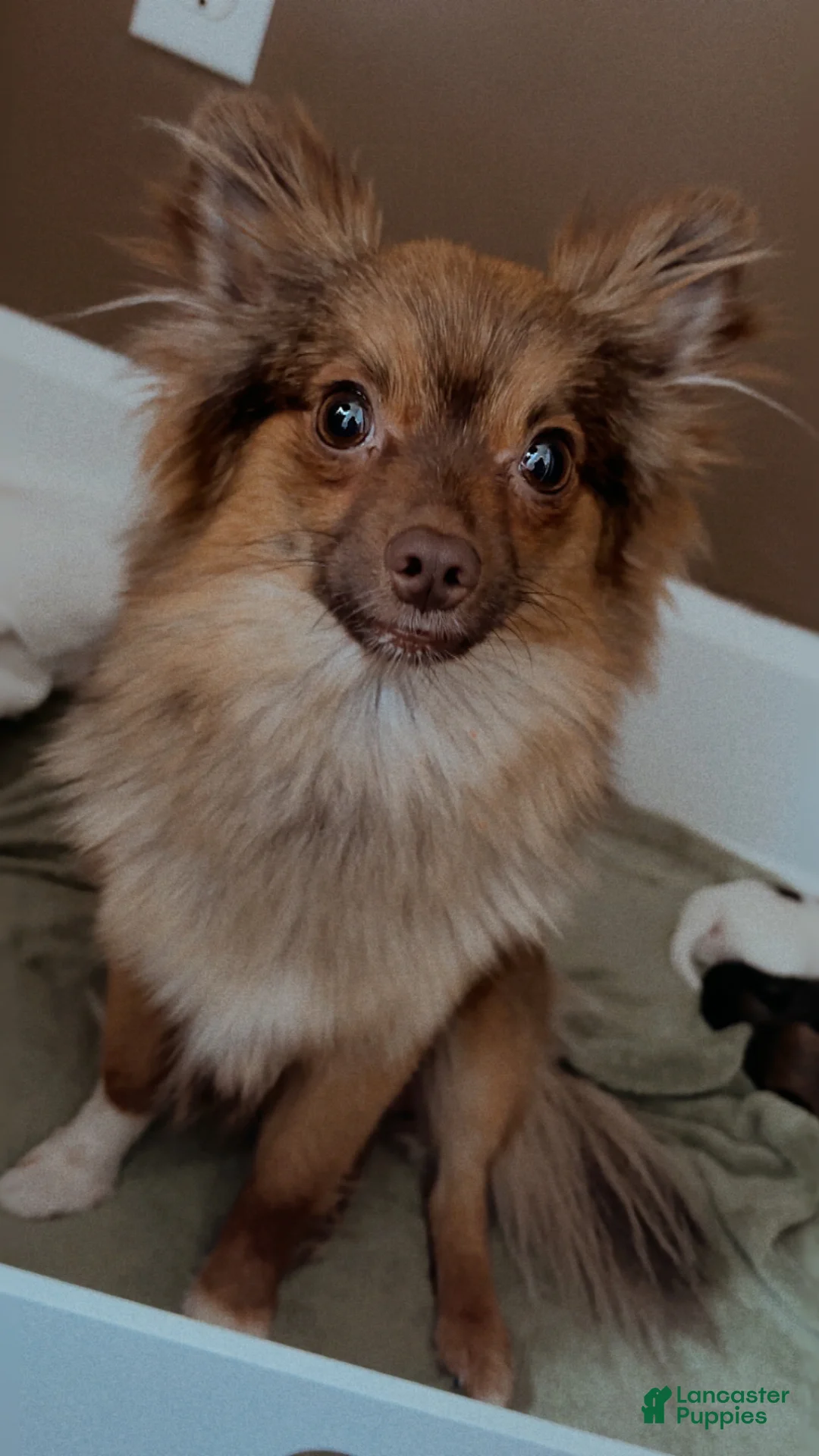 Pomeranian dogs for sale: Sydney  - Ad 3