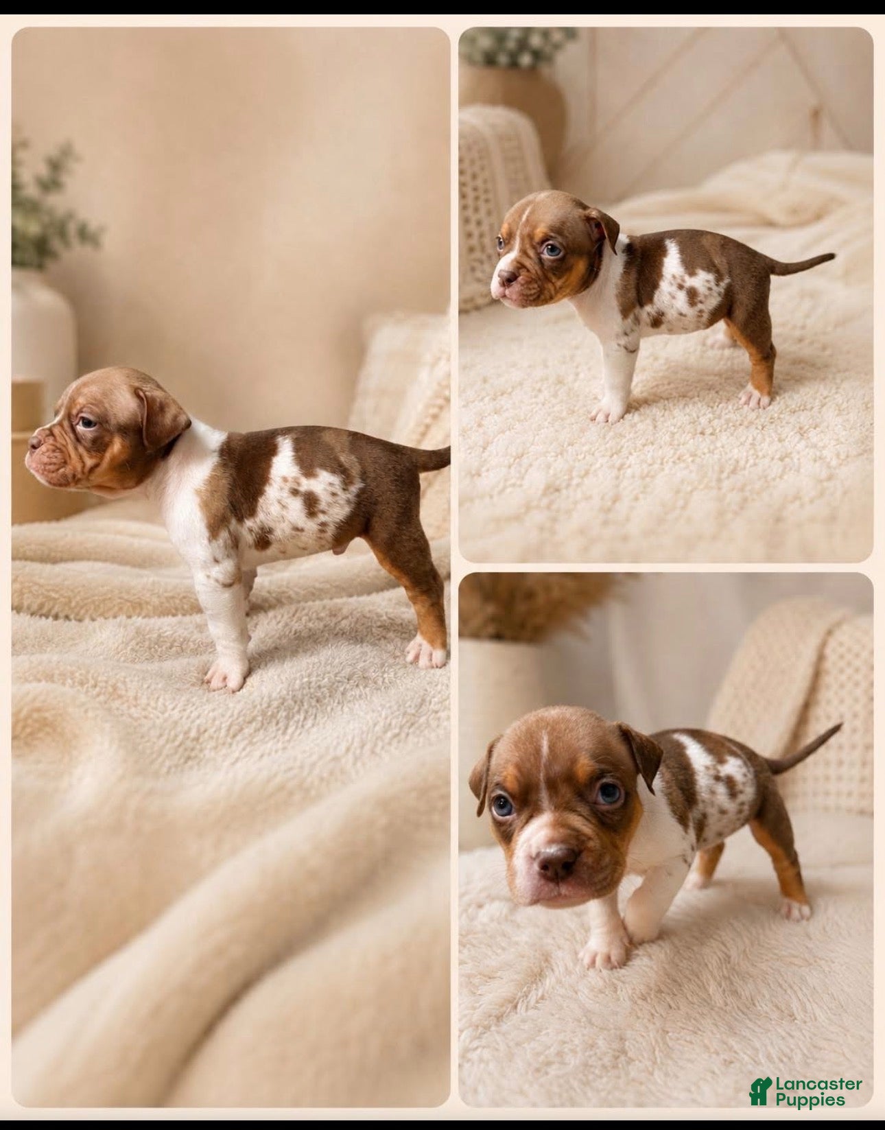 American Bully dogs American Bully Puppy 2 - Ad 6