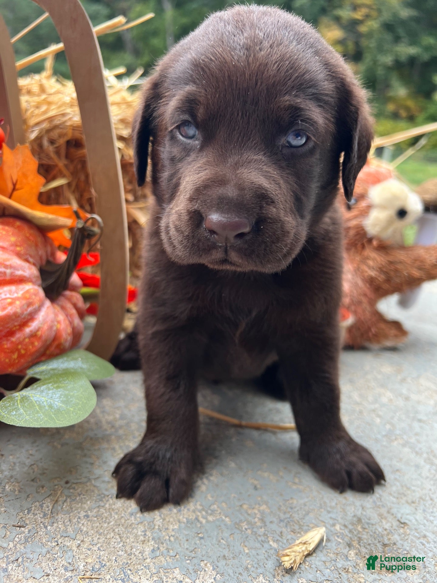 Labrador Retriever dogs for sale: Labrador Retriever 2 - Ad 1