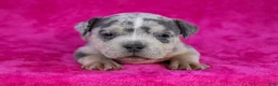 American Bully dogs for sale: Blue Tri Merle Female - Ad 13