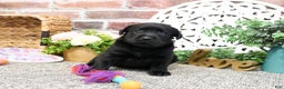 Labrador Retriever dogs for sale: Leah - Ad 3