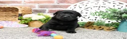 Labrador Retriever dogs for sale: Leah - Ad 11