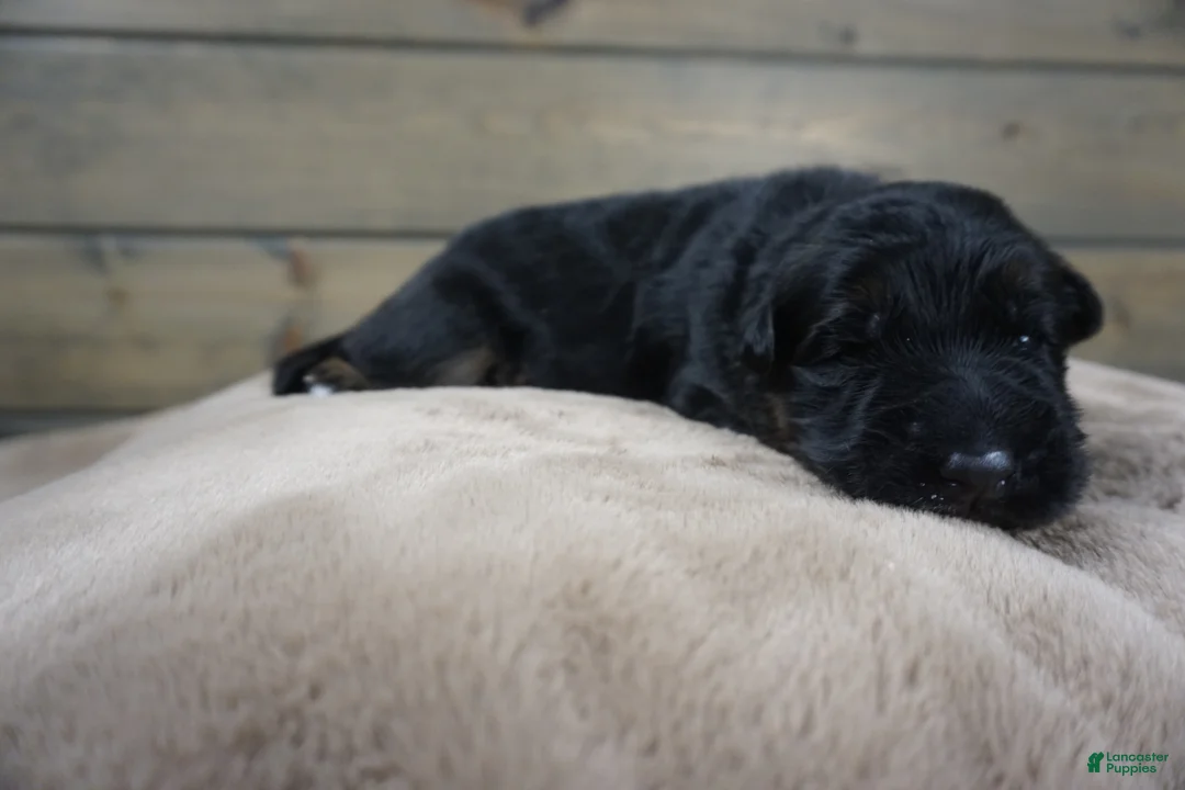 German Shepherd dogs for sale: Coast - Ad 3