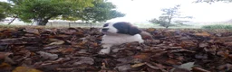 Saint Bernard dogs for sale: Penny - Ad 4