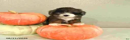 Mini Bernedoodle dogs for sale: Mia  - Ad 4