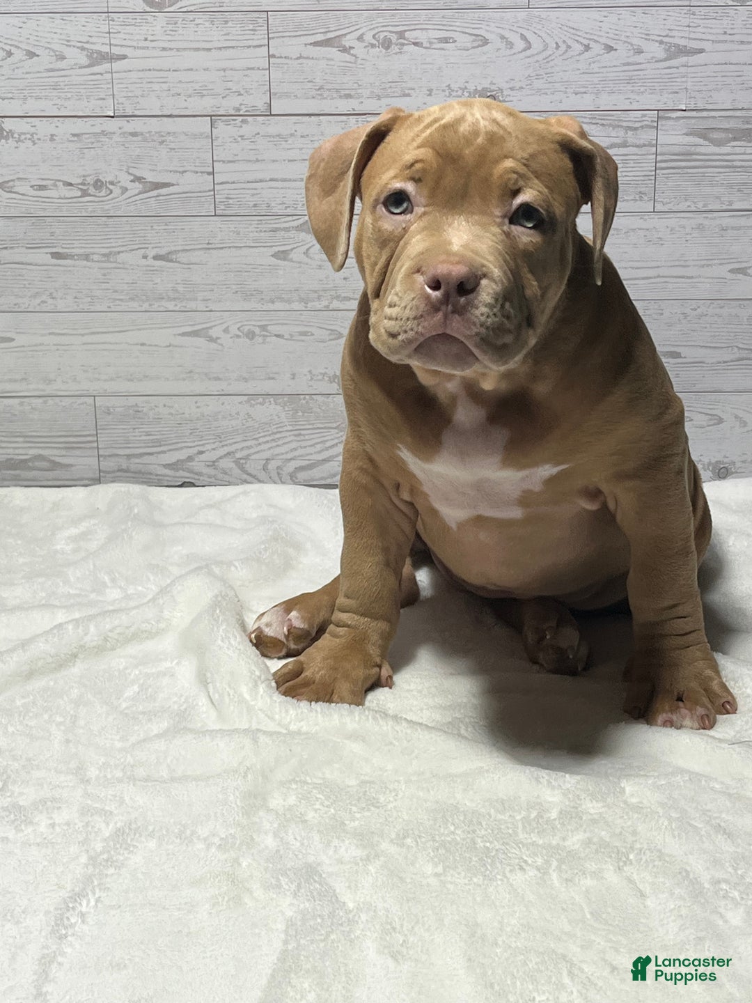 American Bully dogs for sale: Nala  - Ad 3