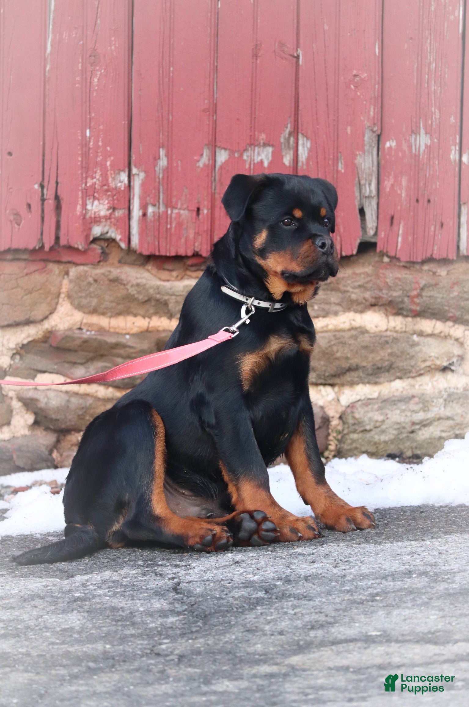 Rottweiler dogs Simba w/ LONG TAIL - Ad 1