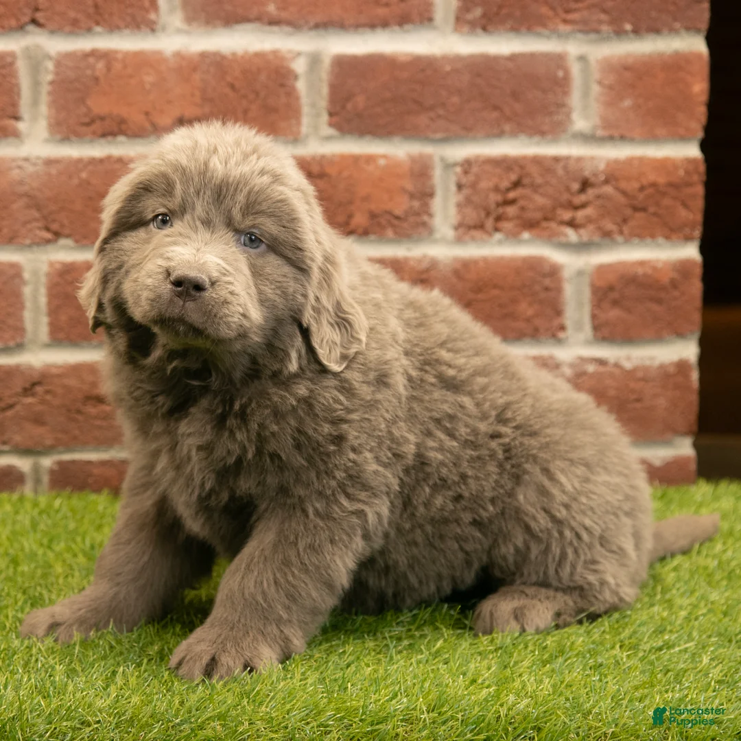 Newfoundland dogs for sale: Betty - Ad 2