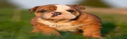 English Bulldog dogs for sale: Roxky AKC - Ad 5
