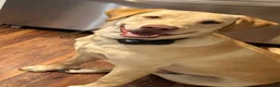 Labrador Retriever dogs for sale: Labrador Retriever big boy grey collar  - Ad 16