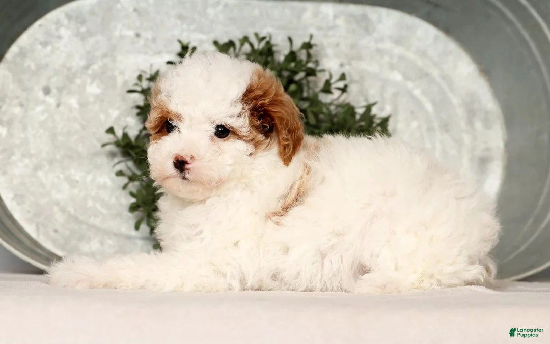 Toy Poodle dogs for sale: Misty - Ad 8