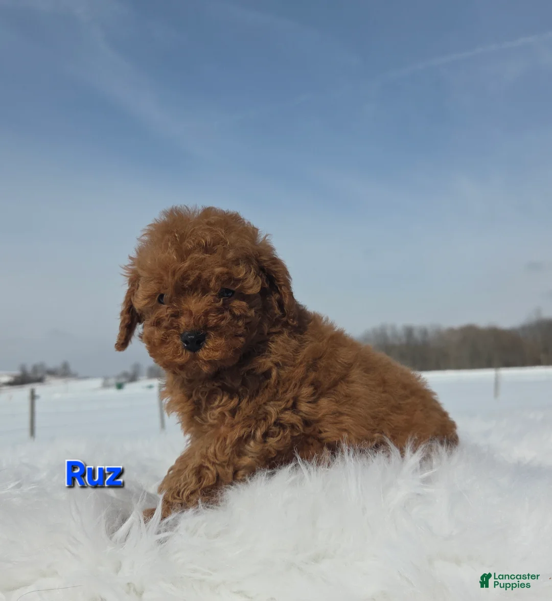 Miniature Poodle dogs for sale: Ruz - Ad 5