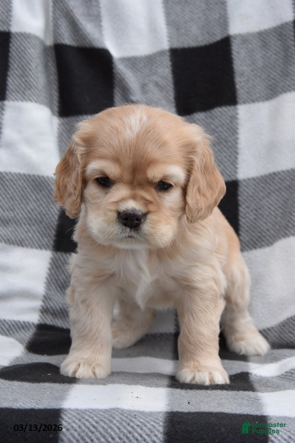 Cocker Spaniel dogs Kenzie - Ad 2