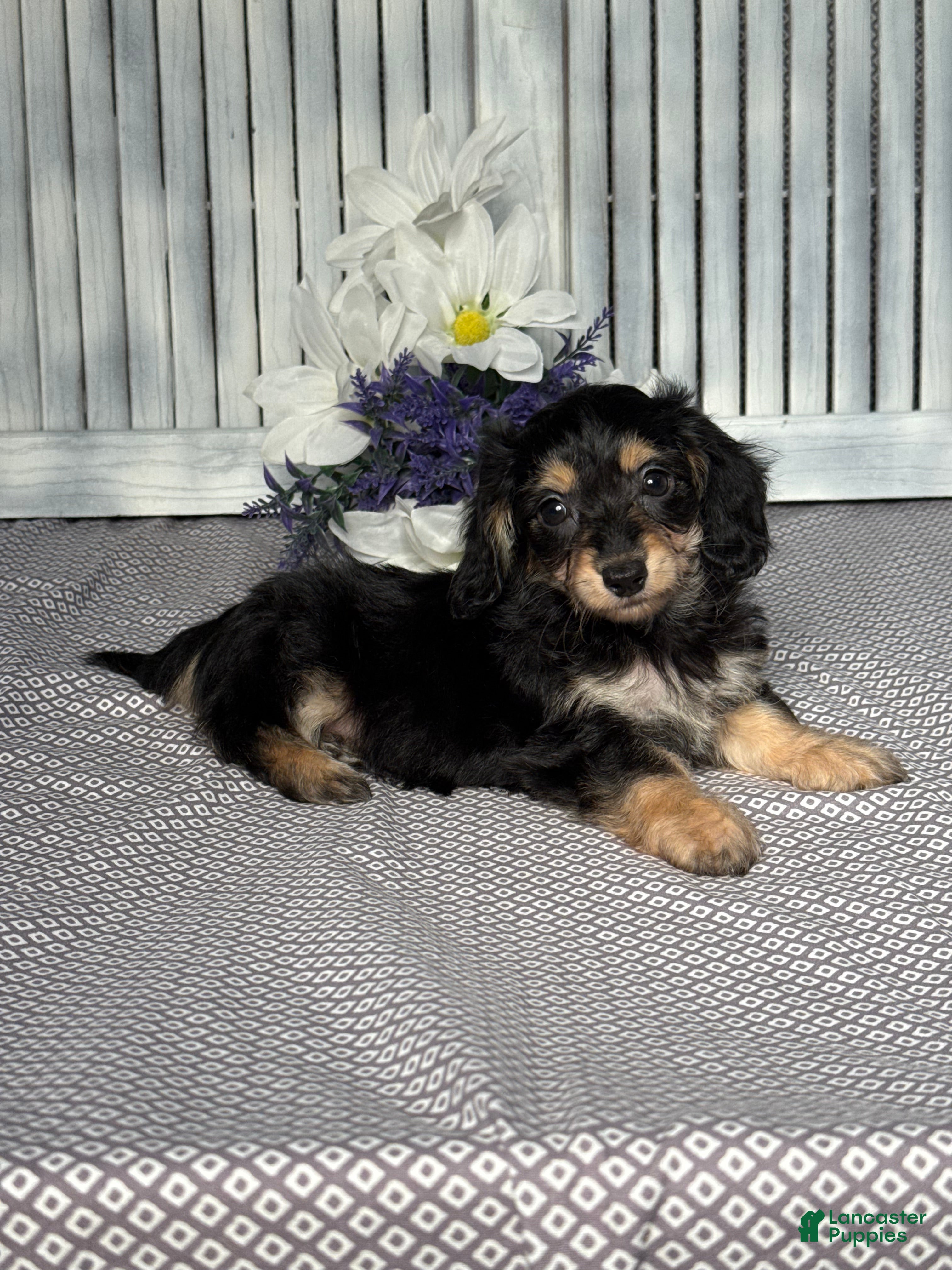 Mixed Breed dogs for sale: Amber - Ad 4