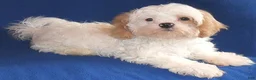 Shihpoo dogs for sale: Pickles - Ad 6